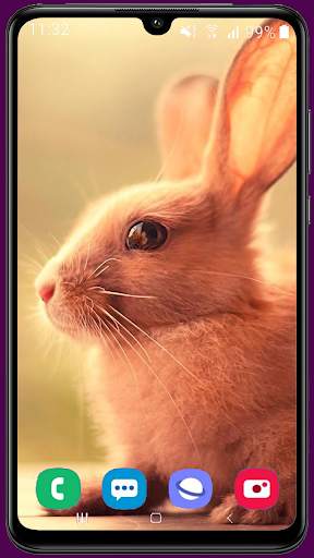 Rabbit HD Wallpaper screenshot 5