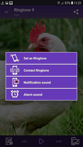 Hen sounds for Ringtones and Wallpapers screenshot 5