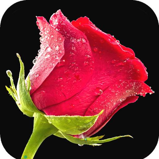 Red Rose Wallpaper 1.14
