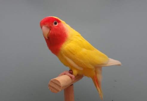 Wallpaper Lord Bird स्क्रीनशॉट 7