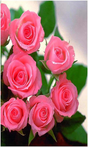 Beautiful All Flowers Photo Pics Free screenshot 6