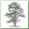 Drawing Trees 5.2.0