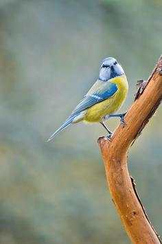 bird sounds screenshot 5