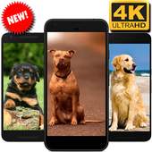 Dogs Wallpaper 1.02