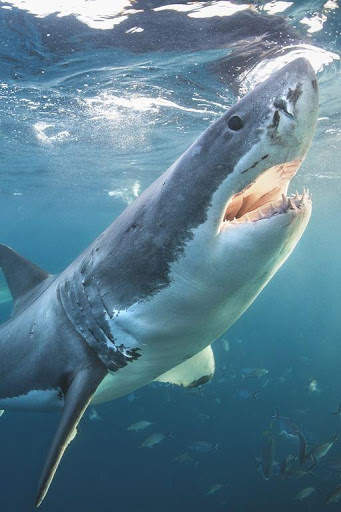 Shark Wallpaper screenshot 4