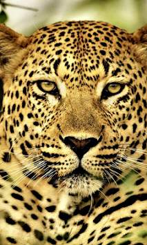 Wild Animals Wallpapers screenshot 2