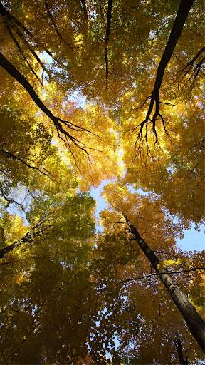 Autumn Video Wallpapers screenshot 8