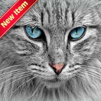 Cat Wallpapers