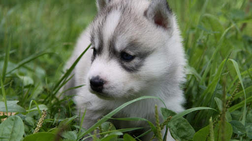Husky Live Wallpaper (wallpapers & backgrounds) screenshot 6