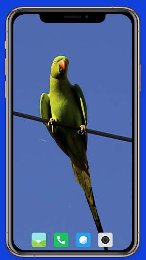 Parrot Wallpaper HD screenshot 4