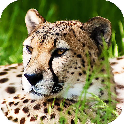Cheetah Wallpapers : backgrounds hd icon