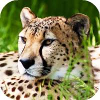 Cheetah Wallpapers : backgrounds hd