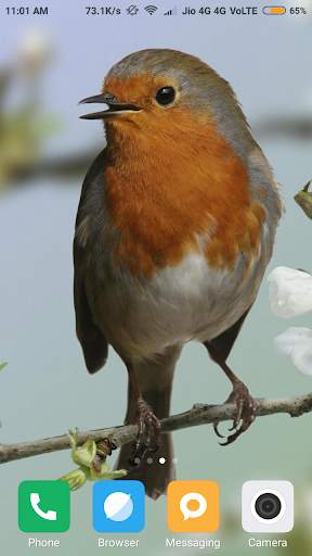 Bird Wallpapers screenshot 1