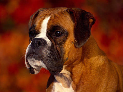 Dog Wallpaper HD Image screenshot 3