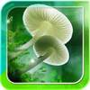 Mushrooms Live Wallpaper 4.0