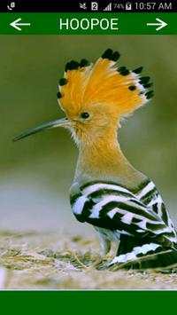 Birds Sounds स्क्रीनशॉट 6