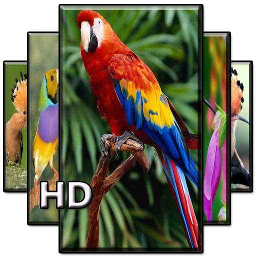 Beautiful Birds Wallpaper 3.0