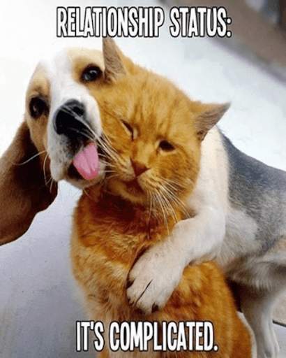 Funny Cats and Dogs Pictures screenshot 1