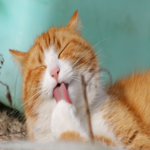 cat wallpapers 4k HD wallpapers for cat lovers icon