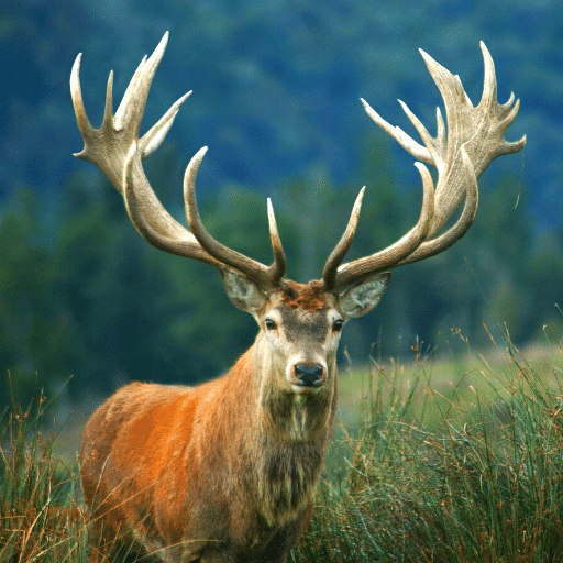 Deer sounds - Deer Hunting Calls icon