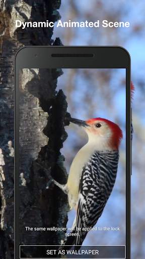 Bird Live Wallpaper PRO screenshot 2