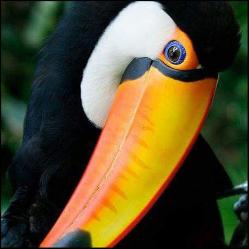 Tukan Bird HD Wallpaper screenshot 4