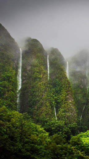 Jungle Wallpaper HD screenshot 4