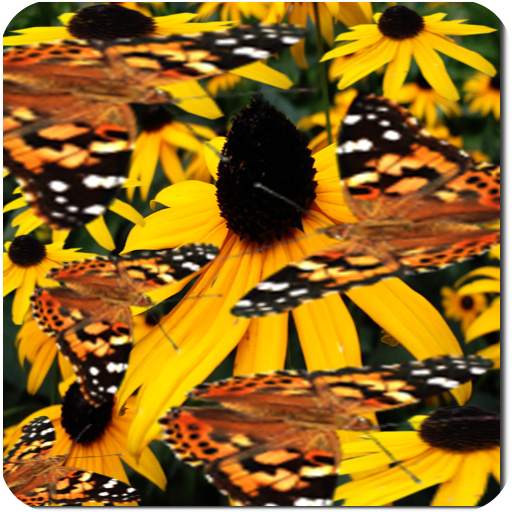 Butterfly Live Wallpaper LWP 2.0