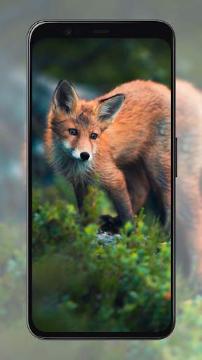 Fox Wallpapers screenshot 7