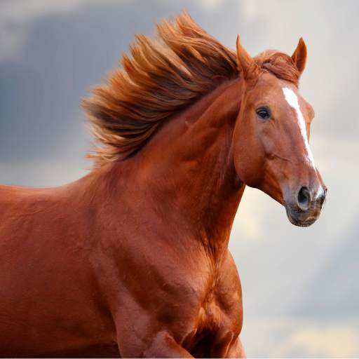 Horse Sounds and Ringtone free 1.2-1106