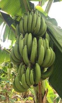 Banana screenshot 5