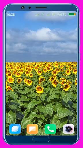 Sunflower HD Wallpaper screenshot 12