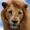 moving lion wallpapers icon