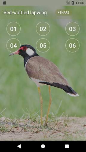 Red-wattled lapwing Bird Sounds screenshot 1