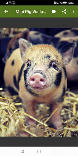 Mini Pig Wallpapers screenshot 4
