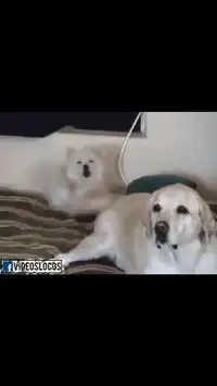 Face Video Down screenshot 5