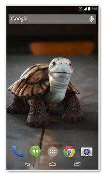 Talking Turtle Live Wallpaper screenshot 1