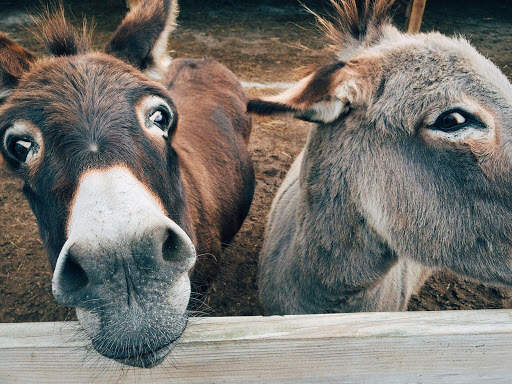 Funny Animals screenshot 3