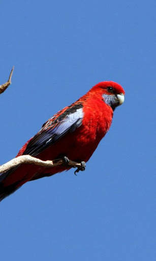 Parrots Live Wallpaper : 7fon & LWP screenshot 3