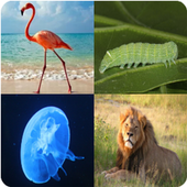 4 Pics 1 Animal - Tagalog icon