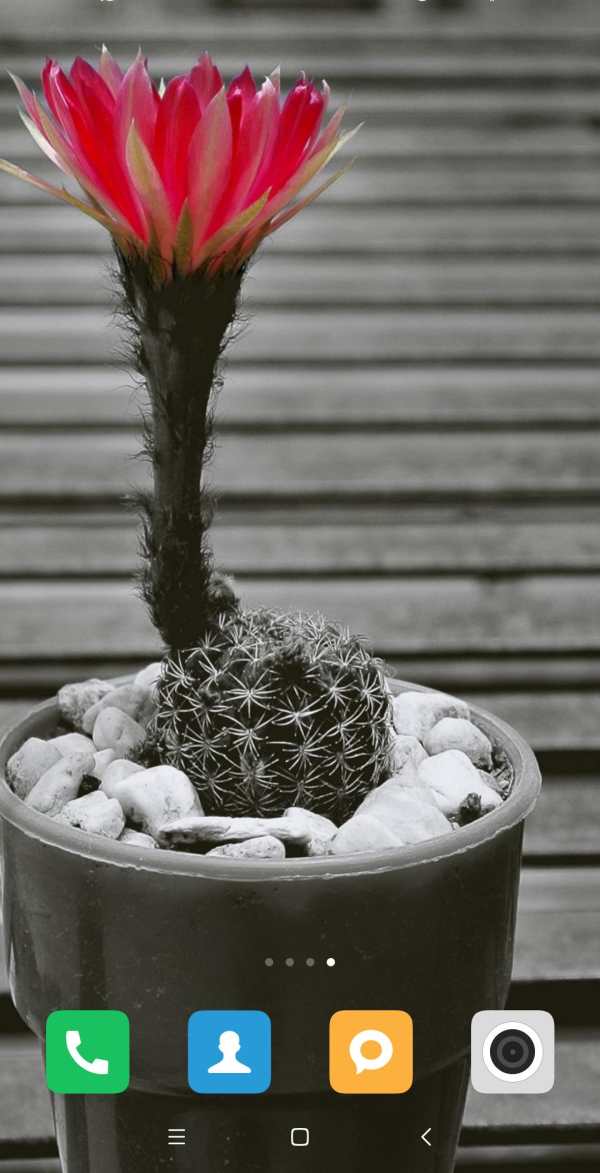 Cactus Wallpaper screenshot 5