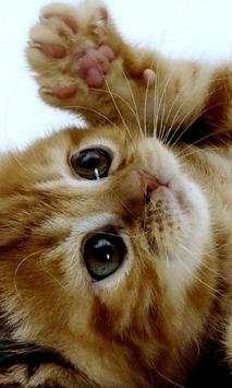 Cute Cat Photo Jigsaw Puzzles screenshot 1