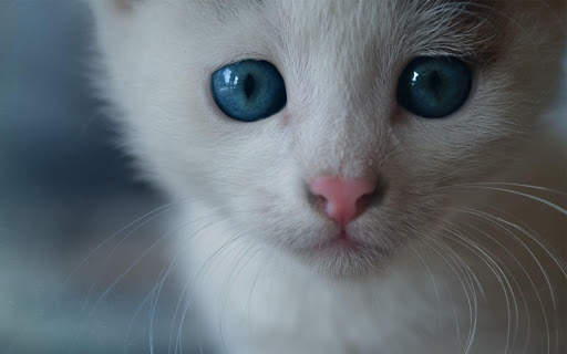 Cat Wallpapers HD Cute screenshot 9