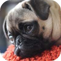 Pug Wallpaper HD & 4k Backgrounds on 9Apps