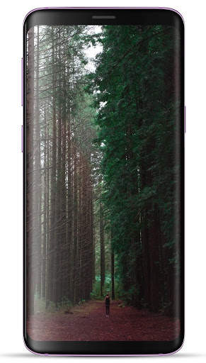 Forest Wallpaper HD screenshot 5