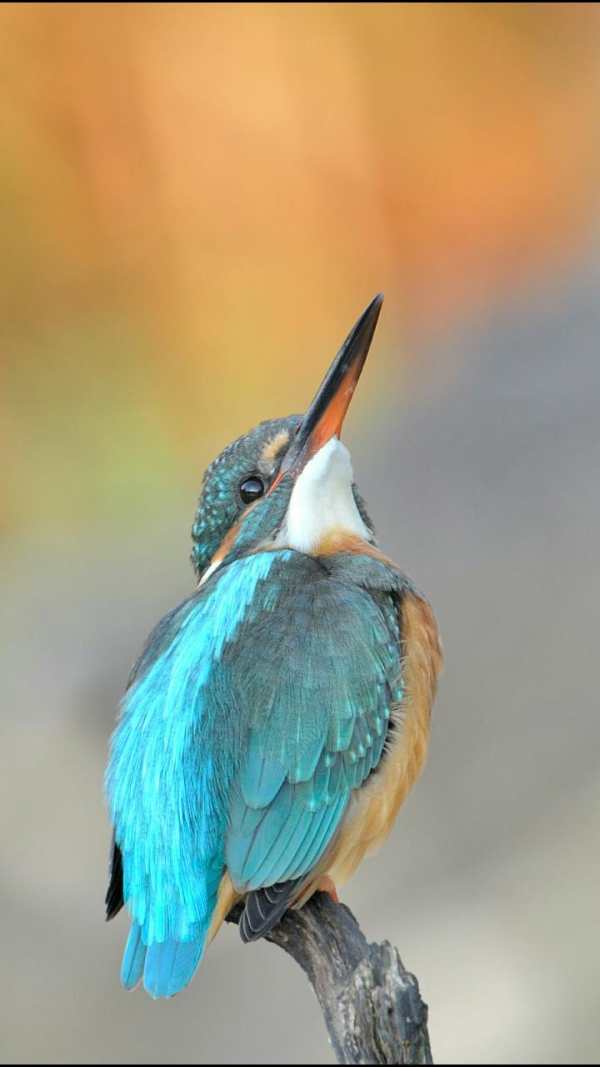 TinyPictureViewer3 screenshot 5