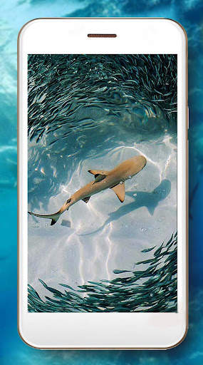 Sharks Live Wallpaper screenshot 2