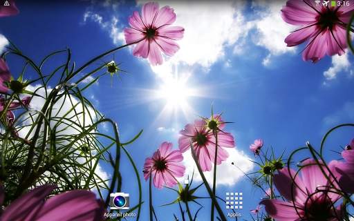My Flowers Colors HD WALLPAPER screenshot 17