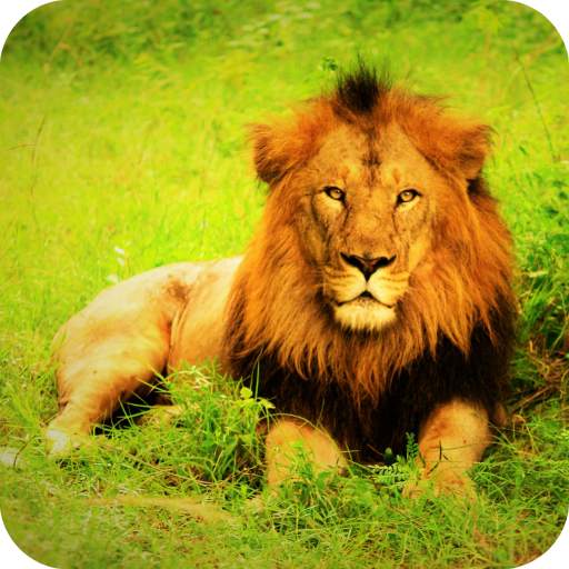 Lion Wallpaper Best HD 1.06