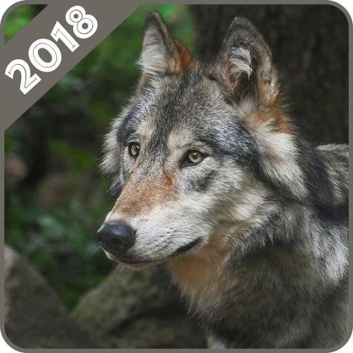 Wolf Wallpaper 1.0